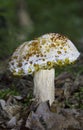 Boletus during the period of guttation Hypomyces sp.Guttatia represents the physiological process of removing water on the surface