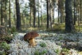 Boletus pinophilus, pine bolete