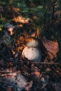 Boletus pinophilus at sunset is located between the needles and the leaves colored red. Beautiful brown hat and white leg. Edible