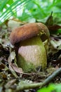 Boletus reticulatus or Boletus aestivalis, commonly known as the summer cep. Edible gourmet wild mushroom, Penny Bun