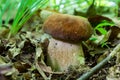 Boletus reticulatus or Boletus aestivalis, commonly known as the summer cep. Edible gourmet wild mushroom, Penny Bun