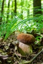 Boletus reticulatus or Boletus aestivalis, commonly known as the summer cep. Edible gourmet wild mushroom, Penny Bun bolete in the