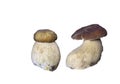 Boletus aestivalis (Boletus reticulatus)on white background.