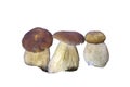 Boletus aestivalis (Boletus reticulatus)on white background.