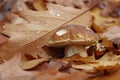 Boletus reticulatus