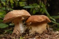 Boletus reticulatus Royalty Free Stock Photo