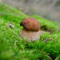 Boletus reticulatus mushroom Royalty Free Stock Photo