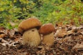 Boletus reticulatus mushroom