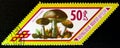 Boletus Scaber mushrooms, series, circa 1978 Royalty Free Stock Photo
