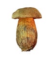 Boletus Suillellus luridus isolated on white background