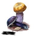 Boletus violaceofuscus, bolete with colored cap digital art illustration. Fungus ecology, raw vegetable originated from China,