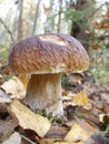 Boletus