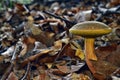 Boletus xerocomus subtomentosus Royalty Free Stock Photo