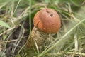 Boletus