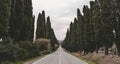 Cypresses trees of Bolgheri