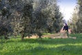 Bolgheri, Tuscany, olive harvest to produce the famous extra virgin olive oil Royalty Free Stock Photo