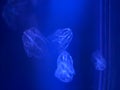 bolinopsis comb jellyfish illuminated light running ocean sea creature