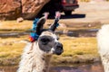 Bolivia, Andes region, llama, lama closeup