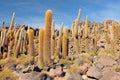 Bolivia, Incahuasi Island, Center of the Salar de Uyuni, Cactus.