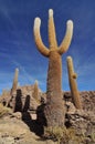 Bolivia, Incahuasi Island in the Center of the Salar de Uyuni, Cactus