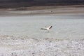 Flamingos in Bolivia. Stunning Bolivian lake and Mountain views. Royalty Free Stock Photo