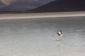 Flamingos in Bolivia. Stunning Bolivian lake and Mountain views. Royalty Free Stock Photo