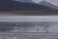 Flamingos in Bolivia. Stunning Bolivian lake and Mountain views. Royalty Free Stock Photo