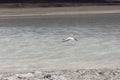 Flamingos in Bolivia. Stunning Bolivian lake and Mountain views. Royalty Free Stock Photo