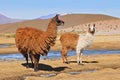 Bolivia Llama, Female Llama with her Male Cria. Royalty Free Stock Photo
