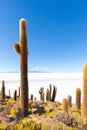 Bolivia Uyuni Incahuasi island group of cactus and volcano view