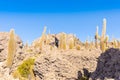 Bolivia Uyuni rocks and cactus on Incahuasi island