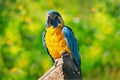 Bolivia wildlife, big blue parrot. Blue-throated macaw, Ara glaucogularis, also known Caninde macaw or Wagler`s macaw, is a macaw