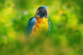 Bolivia wildlife, big blue parrot. Blue-throated macaw, Ara glaucogularis, also known Caninde macaw or Wagler`s macaw, is a macaw Royalty Free Stock Photo