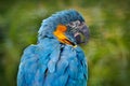 Bolivia wildlife, big blue parrot. Blue-throated macaw, Ara glaucogularis, also known Caninde macaw or Wagler`s macaw, is a macaw