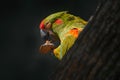 Bolivia wildlife, Red-fronted macaw, Ara rubrogenys, parrot endemic semi-desert mountainous area of Bolivia. critically endangered Royalty Free Stock Photo