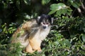 Bolivian black capped squirrel monkey