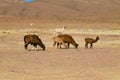 Bolivian llama breeding,Bolivia Royalty Free Stock Photo