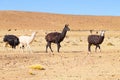 Bolivian llama breeding,Bolivia Royalty Free Stock Photo