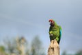 Bolivian military macaw