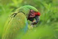 Bolivian military macaw