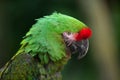 Bolivian military macaw (Ara militaris boliviana). Royalty Free Stock Photo