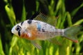 Bolivian Ram Cichlid