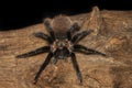 Bolivian red rump tarantula on old wood isolated on black background. Dangerous wildlife