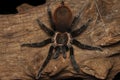 Bolivian red rump tarantula on the old wood isolated on black background.