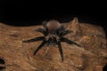 Bolivian red rump tarantula on old wood isolated on black background. Dangerous wildlife