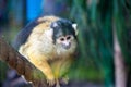 Bolivian squirrel monkey Royalty Free Stock Photo