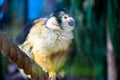 Bolivian squirrel monkey Royalty Free Stock Photo
