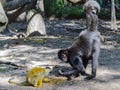 Bolivian squirrel monkey and Black-headed spider monkey Royalty Free Stock Photo