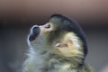 Bolivian Squirrel Monkey Royalty Free Stock Photo