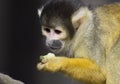 Bolivian Squirrel Monkey Royalty Free Stock Photo